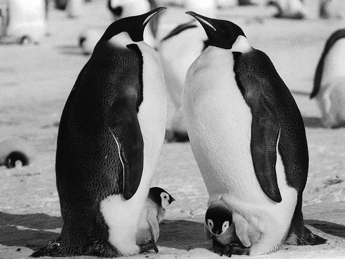 pingwiny cesarskie