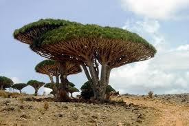 Sokotra - wyspa smoczych drzew