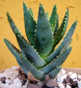 aloes