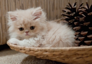 Młody kot perski