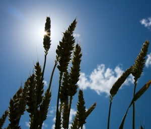Środki chemiczne w rolnictwie