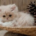 Młody kot perski