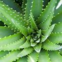 Aloes - roślina o niezwykłych właściwościach